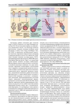 Панунцев В.С. с соавт.                                                                     Том IV, № 1, 2012




Рис. 1. Основные механизмы действия факторов васкулогенеза и ангиогенеза

   Ангиогенез требует сочетания двух сигналов               ния ран, так и в патологических, допуская развитие
Ang-2 и VEGF. Считается, что Ang-2 блокирует ре-            опухолей и формирование церебральных артериове-
цептор Tie2. В постнатальном периоде он появляет-           нозных мальформаций [29, 65]. Большинство иссле-
ся в специальных местах, где ангиогенез является            дователей свидетельствует о наличии аномального
критическим: плацента, яичники (особенно после              ангиогенного процесса в патогенезе церебральных
овуляции) и матка. Если Ang-2 ингибирует Tie2,              мальформаций, считая, что АВМ не ограничива-
без VEGF то происходит дестабилизация структу-              ются пассивным формированием аномальной сосу-
ры эндотелия, нарушение межклеточных контактов              дистой сети в период эмбриогенеза, а продолжают
с развитием регресса сосуда. В то время как VEGF            развитие и в постнатальном периоде в виде актив-
имеет большое значение для фазы роста, TGF-b-               ного неоангиогенного процесса [2, 4, 34, 37, 50]. При
трансформирующий фактор роста, PDGF-BB (тром-               АВМ выявлены нарушения васкулогенеза в виде
боцитарный фактор роста), Ang-1 и их рецепторы              повышения экспрессии факторов HIF-1, VEGF и его
имеют важное значение для фазы стабилизации.                рецепторов [111, 129, 130] и MMP-9 [50].
Молекулярные аспекты васкулогенеза и ангиогене-                Количественная и качественная оценка факторов
за являются настолько сложными, что даже мини-              ангиогенеза при АВМ
мальные нарушения молекулярных сигнализаций                    Процесс неоангиогенеза является необходимым
могут привести к неправильному развитию сосуди-             для длительной адаптации тканей в условиях по-
стой сети [66]. Следовательно, срыв эндотелиальных          вреждения. Главным механизмом регуляции про-
ограничений роста, нарушение процессов мигра-               цессов неоангиогенеза является высвобождение
ции, динамические изменения уровня ангиогенных              ангиогенных факторов, под действием которых
факторов роста, а также связей между клетками и             происходит активация эндотелиоцитов (преимуще-
внеклеточной матрицы в сочетании с возникаю-                ственно в посткапиллярных венулах) и миграция их
щей неполадкой запрограммированной клеточной                за пределы базальной мембраны с формированием
смерти определяют многоступенчатый процесс                  ответвлений основных сосудов. В стабильном со-
аномального ангиогенеза [63,130,135,143,144]. Таким         стоянии эндотелиоциты не пролиферируют и лишь
образом, нарушение процесса формирования и раз-             изредка (1 раз в 7-10 лет) делятся. Под действием
вития сосудистой сети на любом этапе обусловлено            ангиогенных факторов роста и цитокинов проис-
нарушением баланса между про- и антиангиоген-               ходит активация пролиферации эндотелиоцитов,
ными факторами, что подтверждает точку зрения о             которая завершается ремоделированием сосуда,
ключевой роли изменения уровня факторов роста в             после чего вновь сформированный сосуд приоб-
появлении и росте АВМ, как проявления патологи-             ретает стабильное состояние. Рост новых сосудов
ческого ангиогенеза.                                        детерминирован балансом между его стимулято-
   Патологический ангиогенез                                рами и ингибиторами. При низком значении соот-
   Неоангиогенез, начинаясь во время эмбриональ-            ношения стимуляторов к ингибиторам образования
ного развития, продолжается во взрослом организ-            сосудов неоангиогенез блокируется или малоинтен-
ме, как в физиологических условиях, например, во            сивен, напротив, при высоких значениях соотноше-
время репродуктивного цикла у женщин, заживле-              ния происходит активный запуск неоангиогенеза.
Российский нейрохирургический журнал имени профессора А.Л. Поленова                                         83
 