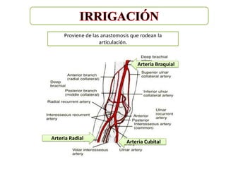 Proviene de las anastomosis que rodean la
                    articulación.


                                   Arteria Braquial




Arteria Radial
                               Arteria Cubital
 