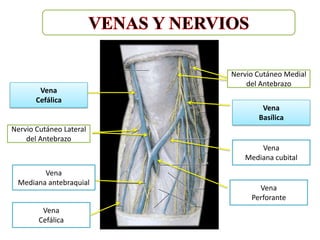 Nervio Cutáneo Medial
                             del Antebrazo
        Vena
       Cefálica
                                 Vena
                                Basílica
Nervio Cutáneo Lateral
    del Antebrazo
                                Vena
                            Mediana cubital
        Vena
 Mediana antebraquial
                                Vena
                              Perforante
         Vena
        Cefálica
 