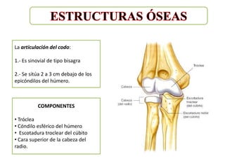 La articulación del codo:

1.- Es sinovial de tipo bisagra

2.- Se sitúa 2 a 3 cm debajo de los
epicóndilos del húmero.



           COMPONENTES

• Tróclea
• Cóndilo esférico del húmero
• Escotadura troclear del cúbito
• Cara superior de la cabeza del
radio.
 