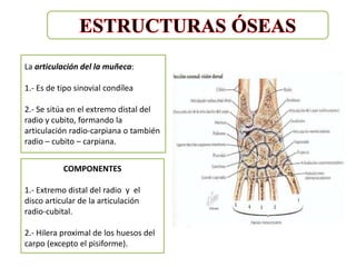 La articulación del la muñeca:

1.- Es de tipo sinovial condílea

2.- Se sitúa en el extremo distal del
radio y cubito, formando la
articulación radio-carpiana o también
radio – cubito – carpiana.


           COMPONENTES

1.- Extremo distal del radio y el
disco articular de la articulación
radio-cubital.

2.- Hilera proximal de los huesos del
carpo (excepto el pisiforme).
 