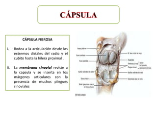 CÁPSULA FIBROSA

i.    Rodea a la articulación desde los
      extremos distales del radio y el
      cubito hasta la hilera proximal .

ii.   La membrana sinovial reviste a
      la capsula y se inserta en los
      márgenes articulares con la
      presencia de muchos pliegues
      sinoviales
 