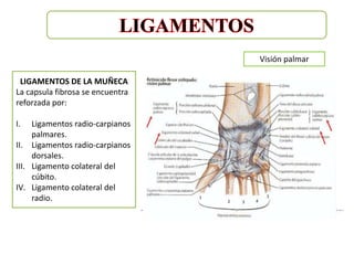 Visión palmar

 LIGAMENTOS DE LA MUÑECA
La capsula fibrosa se encuentra
reforzada por:

I.   Ligamentos radio-carpianos
     palmares.
II. Ligamentos radio-carpianos
     dorsales.
III. Ligamento colateral del
     cúbito.
IV. Ligamento colateral del
     radio.
 