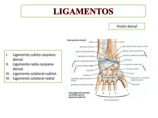 Visión dorsal




I.   Ligamento cubito carpiano
     dorsal.
II. Ligamento radio carpiano
     dorsal.
III. Ligamento colateral cubital.
IV. Ligamento colateral radial.
 