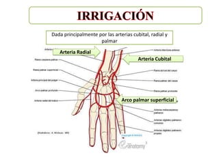 Dada principalmente por las arterias cubital, radial y
                     palmar

   Arteria Radial
                                        Arteria Cubital




                                Arco palmar superficial
 