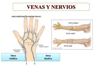 Vena       Vena
Cefálica   Basílica
 