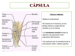 CÁSULA FIBROSA

•Rodea la articulación

•Se inserta en el húmero, en los
bordes lateral y medial de los
cóndilos y en la tróclea.

• La membrana sinovial reviste la
cápsula y las porciones inter-
capsulares del húmero.

• Se continúa con la membrana de la
articulación radio- cubital superior.
 