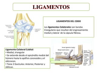 LIGAMENTOS DEL CODO

                                        Los ligamentos Colaterales son bandas
                                        triangulares que resultan del engrosamiento
                                        medial y lateral de la cápsula fibrosa.




Ligamento Colateral Cubital:
Ligamento colateral radial:
• Medial, triangular radio:
            Anular del
• Rodea y sujeta la forma del radio en
•Está por lateral encabeza de abanico. la del
  Se extiende desde el epicóndilo medial
• Se extiende desde el epicóndilo lateral del
escotadura radialapófisis coronoides y el
húmero hasta la del Cúbito.
• Articulación radio-cubital proximal
húmero y se mezcla distalmente con el
olécranon.
Pronación y supinación del antebrazo.
ligamento anular delAnterior, Posterior y
• Tiene 3 fascículos: radio.
oblicuo.
 