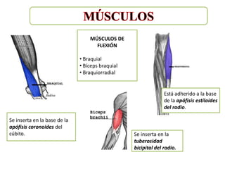 MÚSCULOS DE
                                    FLEXIÓN

                              • Braquial
                              • Bíceps braquial
                              • Braquiorradial


                                                                Está adherido a la base
                                                                de la apófisis estiloides
                                                                del radio.

Se inserta en la base de la
apófisis coronoides del
cúbito.                                           Se inserta en la
                                                  tuberosidad
                                                  bicipital del radio.
 