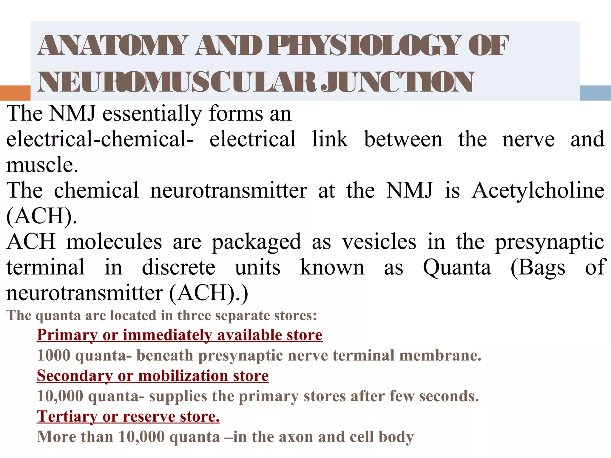 ANATOMY ANDPHYSIOLOGY OF
NEUROMUSCULARJUNCTION
The NMJ essentially forms an
electrical-chemical- electrical link between the nerve and
muscle.
The chemical neurotransmitter at the NMJ is Acetylcholine
(ACH).
ACH molecules are packaged as vesicles in the presynaptic
terminal in discrete units known as Quanta (Bags of
neurotransmitter (ACH).)
The quanta are located in three separate stores:
Primary or immediately available store
1000 quanta- beneath presynaptic nerve terminal membrane.
Secondary or mobilization store
10,000 quanta- supplies the primary stores after few seconds.
Tertiary or reserve store.
More than 10,000 quanta –in the axon and cell body
 