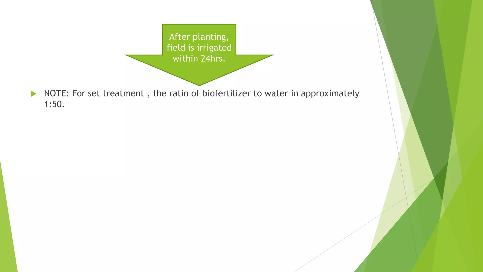  NOTE: For set treatment , the ratio of biofertilizer to water in approximately
1:50.
After planting,
field is irrigated
within 24hrs.
 