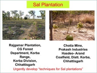Sal Plantation
Rajgamar Plantation,
CG Forest
Department, Korba
Range,
Korba Division,
Chhattisgarh
Chotia Mine,
Prakash Industries
Hasdeo- Arand
Coalfield, Distt. Korba,
Chhattisgarh
Urgently develop “techniques for Sal plantations”
 