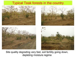 Typical Teak forests in the country
Site quality degrading very fast, soil fertility going down,
depleting moisture regime
 