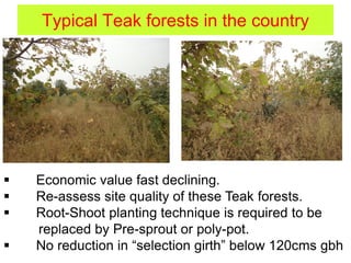 Typical Teak forests in the country
 Economic value fast declining.
 Re-assess site quality of these Teak forests.
 Root-Shoot planting technique is required to be
replaced by Pre-sprout or poly-pot.
 No reduction in “selection girth” below 120cms gbh
 