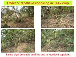 Effect of repetitive coppicing in Teak crop
Stump vigor seriously declined due to repetitive coppicing
 