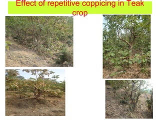 Effect of repetitive coppicing in Teak
crop
 