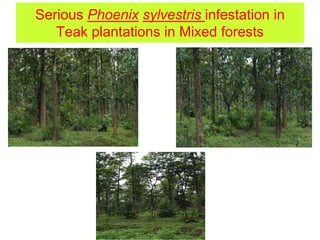 Serious Phoenix sylvestris infestation in
Teak plantations in Mixed forests
 
