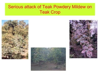 Serious attack of Teak Powdery Mildew on
Teak Crop
 