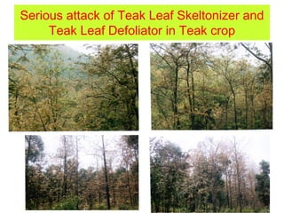 Serious attack of Teak Leaf Skeltonizer and
Teak Leaf Defoliator in Teak crop
 