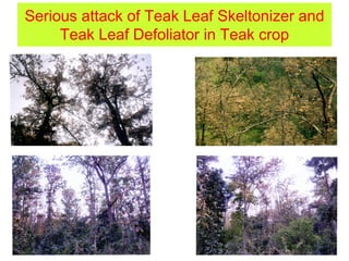 Serious attack of Teak Leaf Skeltonizer and
Teak Leaf Defoliator in Teak crop
 