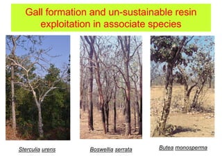 Gall formation and un-sustainable resin
exploitation in associate species
Sterculia urens Boswellia serrata Butea monosperma
 