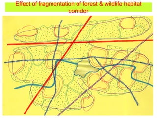 Effect of fragmentation of forest & wildlife habitat
corridor
 