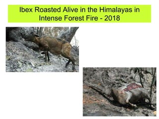 Ibex Roasted Alive in the Himalayas in
Intense Forest Fire - 2018
 