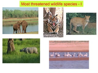 Most threatened wildlife species - I
 