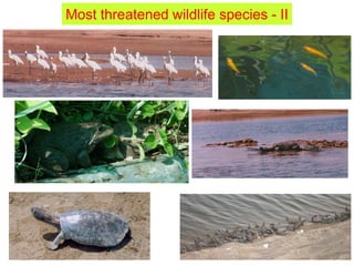 Most threatened wildlife species - II
 
