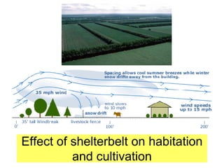 Effect of shelterbelt on habitation
and cultivation
 