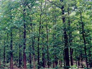 CLEAN DEVELOPMENT MECHANISM
 