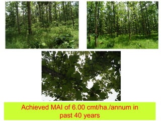 Achieved MAI of 6.00 cmt/ha./annum in
past 40 years
 