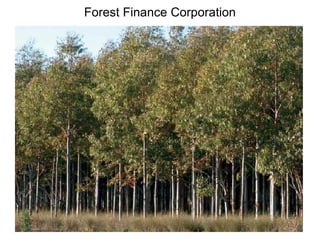 Forest Finance Corporation
 