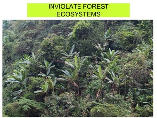 INVIOLATE FOREST
ECOSYSTEMS
 