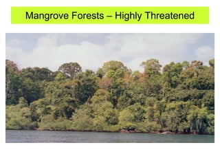 Mangrove Forests – Highly Threatened
 