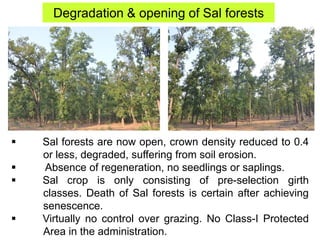 Degradation & opening of Sal forests
 Sal forests are now open, crown density reduced to 0.4
or less, degraded, suffering from soil erosion.
 Absence of regeneration, no seedlings or saplings.
 Sal crop is only consisting of pre-selection girth
classes. Death of Sal forests is certain after achieving
senescence.
 Virtually no control over grazing. No Class-I Protected
Area in the administration.
 