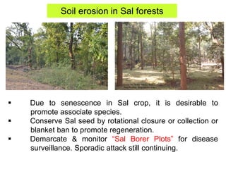 Soil erosion in Sal forests
 Due to senescence in Sal crop, it is desirable to
promote associate species.
 Conserve Sal seed by rotational closure or collection or
blanket ban to promote regeneration.
 Demarcate & monitor “Sal Borer Plots” for disease
surveillance. Sporadic attack still continuing.
 