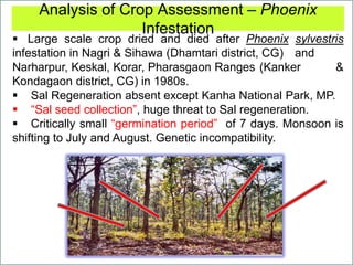 Analysis of Crop Assessment – Phoenix
Infestation
 Large scale crop dried and died after Phoenix sylvestris
infestation in Nagri & Sihawa (Dhamtari district, CG) and
Narharpur, Keskal, Korar, Pharasgaon Ranges (Kanker &
Kondagaon district, CG) in 1980s.
 Sal Regeneration absent except Kanha National Park, MP.
 “Sal seed collection”, huge threat to Sal regeneration.
 Critically small “germination period” of 7 days. Monsoon is
shifting to July and August. Genetic incompatibility.
 