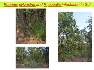 Phoenix sylvestris and P. acualis infestation in Sal
 