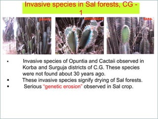 Invasive species in Sal forests, CG -
1
 Invasive species of Opuntia and Cactaii observed in
Korba and Surguja districts of C.G. These species
were not found about 30 years ago.
 These invasive species signify drying of Sal forests.
 Serious “genetic erosion” observed in Sal crop.
 