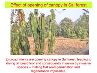 Effect of opening of canopy in Sal forest
Encroachments are opening canopy in Sal forest, leading to
drying of forest floor and consequently invasion by invasive
species – making Sal seed germination and
regeneration impossible.
 