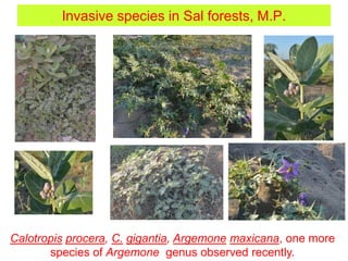 Invasive species in Sal forests, M.P.
Calotropis procera, C. gigantia, Argemone maxicana, one more
species of Argemone genus observed recently.
 