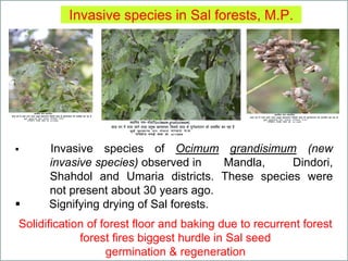 Invasive species in Sal forests, M.P.
 Invasive species of Ocimum grandisimum (new
invasive species) observed in Mandla, Dindori,
Shahdol and Umaria districts. These species were
not present about 30 years ago.
 Signifying drying of Sal forests.
Solidification of forest floor and baking due to recurrent forest
forest fires biggest hurdle in Sal seed
germination & regeneration
 