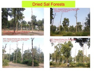 Dried Sal Forests
 