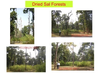 Dried Sal Forests
 