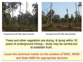 Trees and other vegetation are drying & dying within 10
years of underground mining – study may be carried-out
to establish truth.
Compartment RF 825, Beat Sironcha Compartment RF 830, Beat Karkatti
Leave this technical matter on the wisdom of MOC, MOM
and State MRD for appropriate decision
 