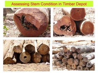 Assessing Stem Condition in Timber Depot
 