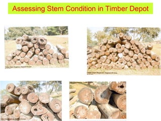 Assessing Stem Condition in Timber Depot
 