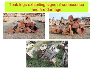 Teak logs exhibiting signs of senescence
and fire damage
 