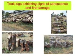 Teak logs exhibiting signs of senescence
and fire damage
 